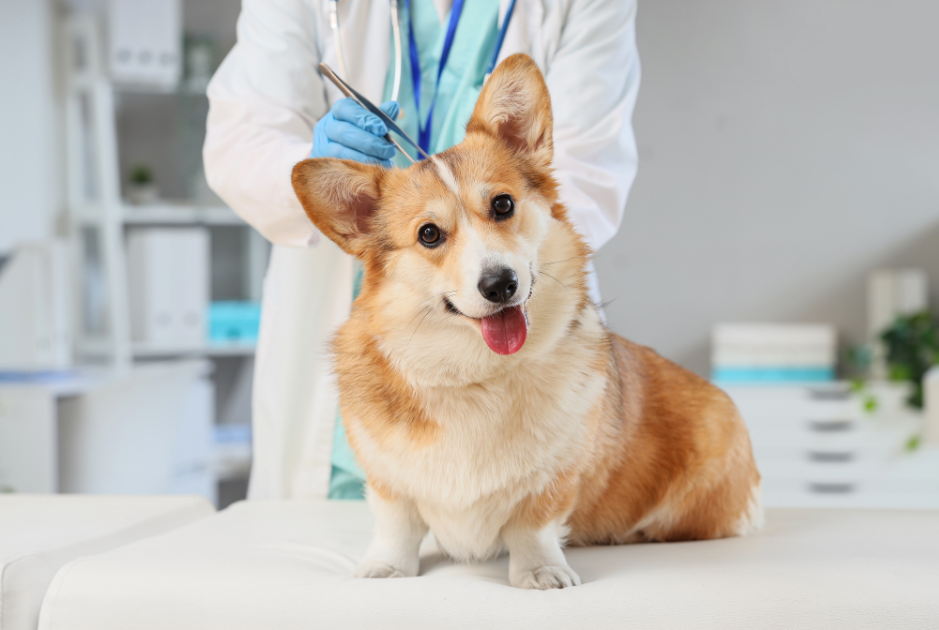 corgi u veterinára